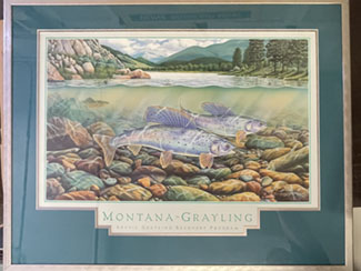 Montana Grayling Framed Print - Monte Dolak